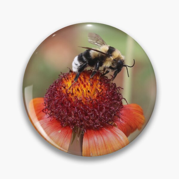 Item preview, Bumblebee On Blanket Flower designed and sold by SweepingShadows.