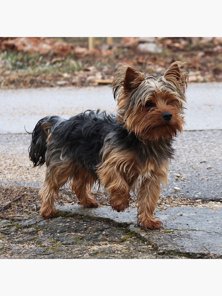 "Yorkie" Throw Pillow for Sale by SweepingShadows Redbubble