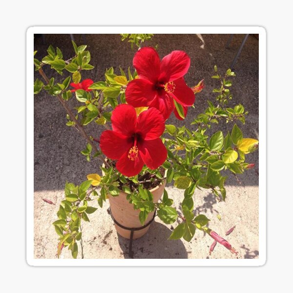 Red Flowers Sticker