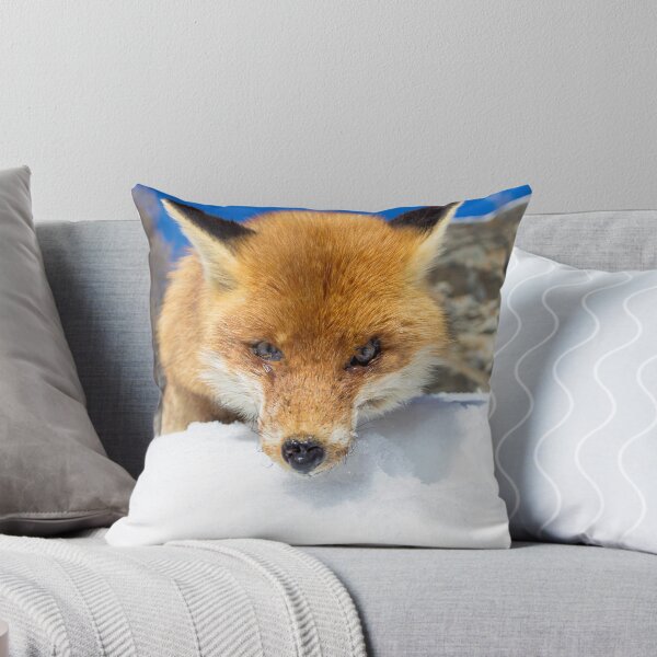 Item preview, red fox staring designed and sold by pietrofoto.