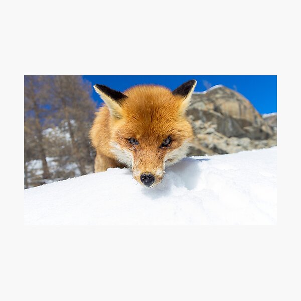 Item preview, red fox staring designed and sold by pietrofoto.