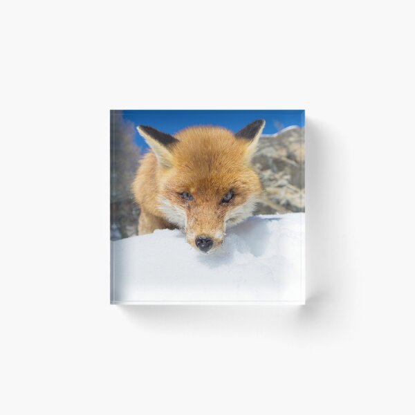 Item preview, red fox staring designed and sold by pietrofoto.