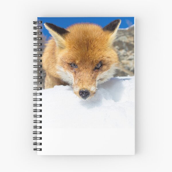 Item preview, red fox staring designed and sold by pietrofoto.