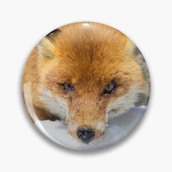 Item preview, red fox staring designed and sold by pietrofoto.