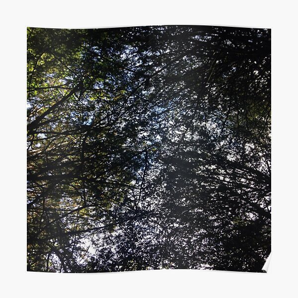 Beneath the Trees Poster