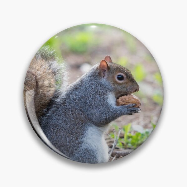 Item preview, Eastern gray squirrel designed and sold by pietrofoto.