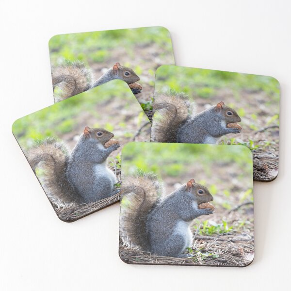 Item preview, Eastern gray squirrel designed and sold by pietrofoto.