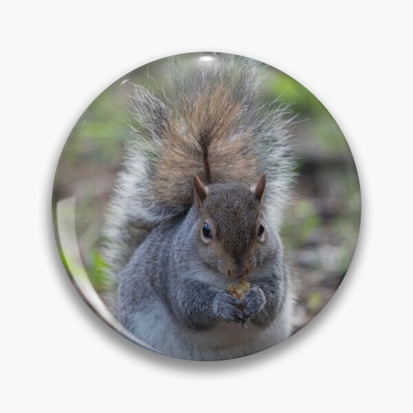 Item preview, Eastern gray squirrel designed and sold by pietrofoto.