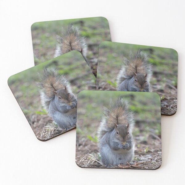 Item preview, Eastern gray squirrel designed and sold by pietrofoto.