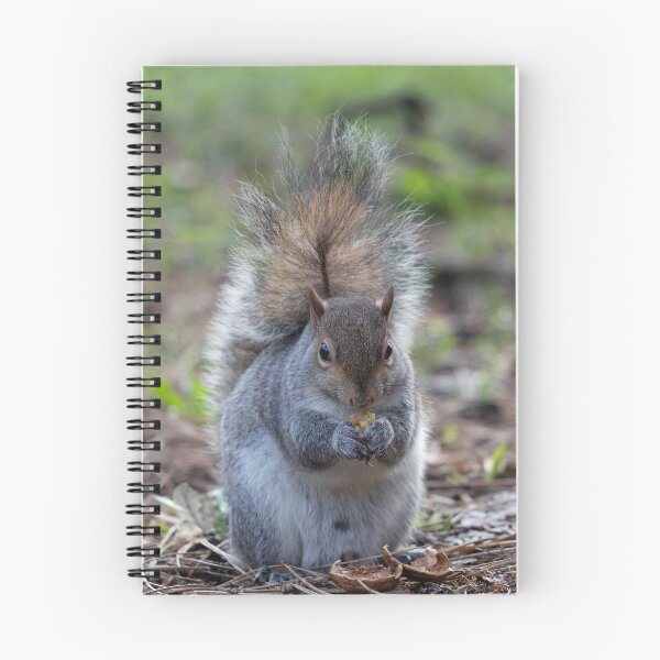 Item preview, Eastern gray squirrel designed and sold by pietrofoto.