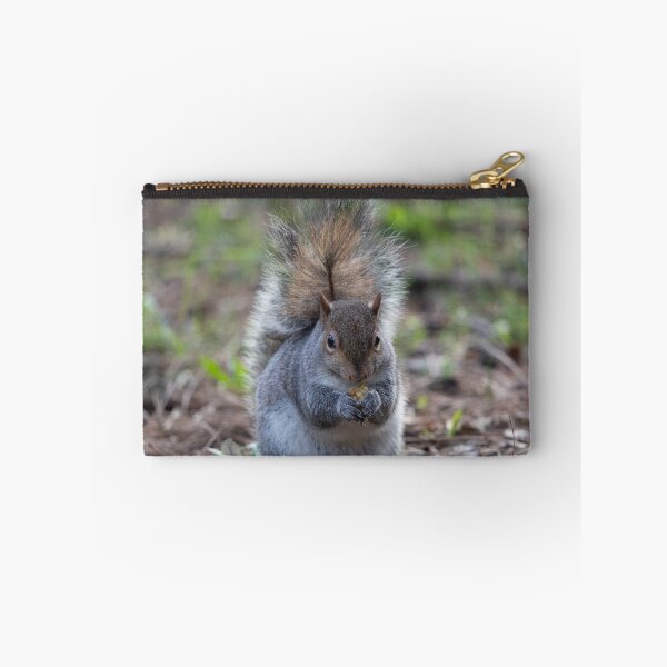 Item preview, Eastern gray squirrel designed and sold by pietrofoto.