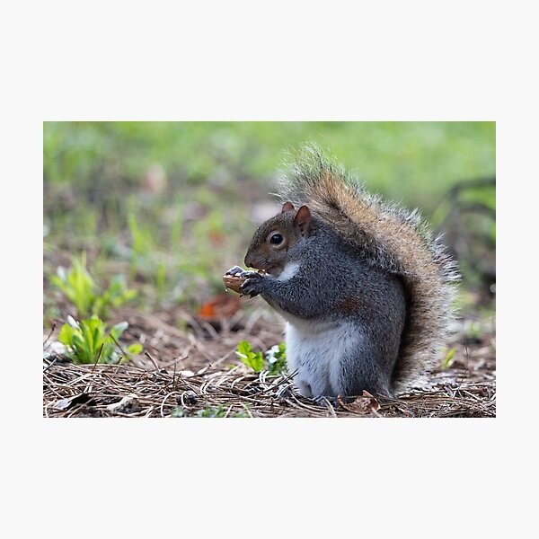 Eastern gray squirrel Photographic Print