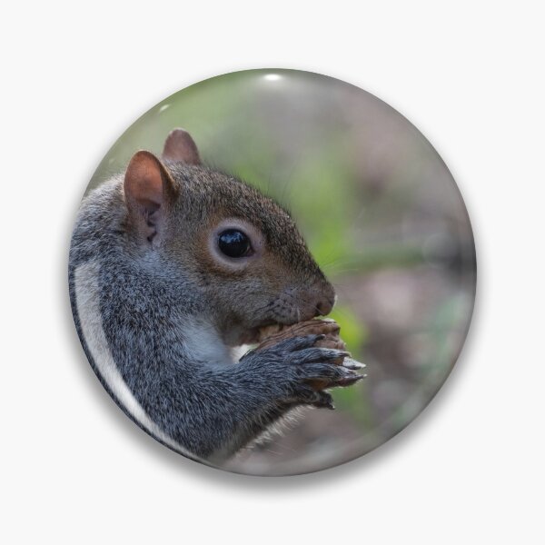 Item preview, Eastern gray squirrel designed and sold by pietrofoto.