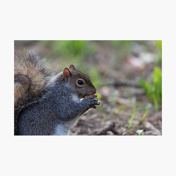 Eastern gray squirrel Photographic Print