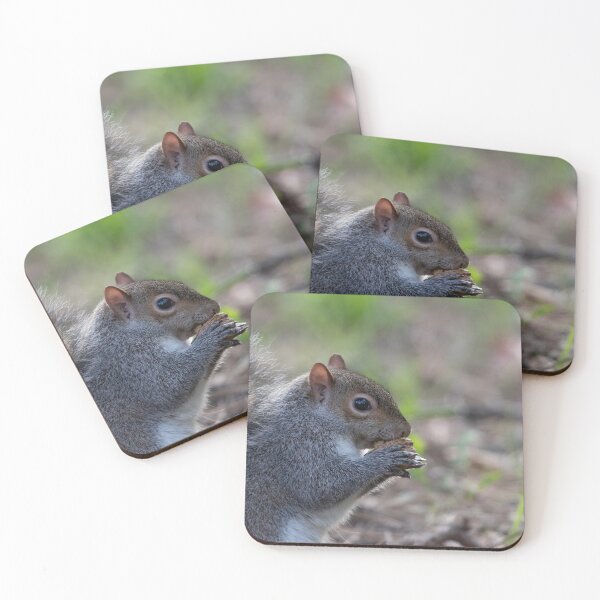 Item preview, Eastern gray squirrel designed and sold by pietrofoto.