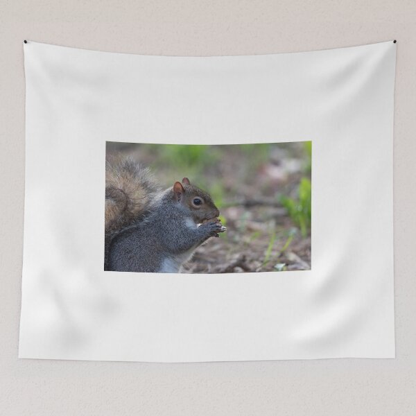 Item preview, Eastern gray squirrel designed and sold by pietrofoto.