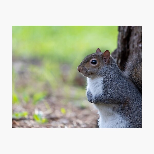 Eastern gray squirrel Photographic Print