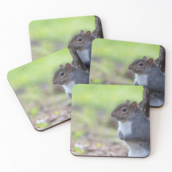 Item preview, Eastern gray squirrel designed and sold by pietrofoto.