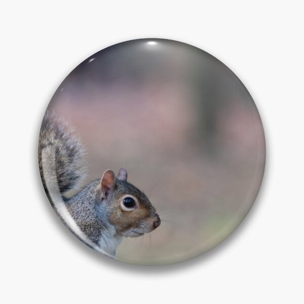 Item preview, Eastern gray squirrel designed and sold by pietrofoto.