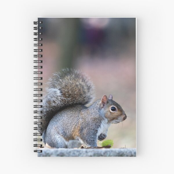 Item preview, Eastern gray squirrel designed and sold by pietrofoto.