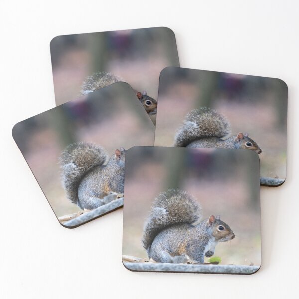 Item preview, Eastern gray squirrel designed and sold by pietrofoto.