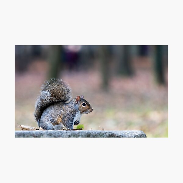 Eastern gray squirrel Photographic Print