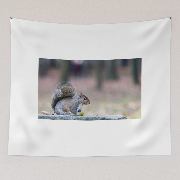 Item preview, Eastern gray squirrel designed and sold by pietrofoto.