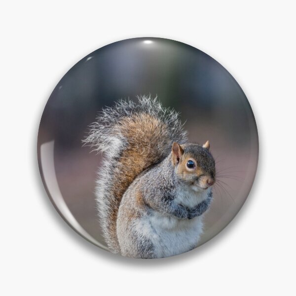 Item preview, Eastern gray squirrel designed and sold by pietrofoto.