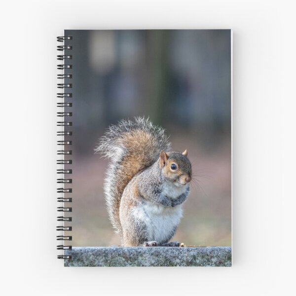 Item preview, Eastern gray squirrel designed and sold by pietrofoto.