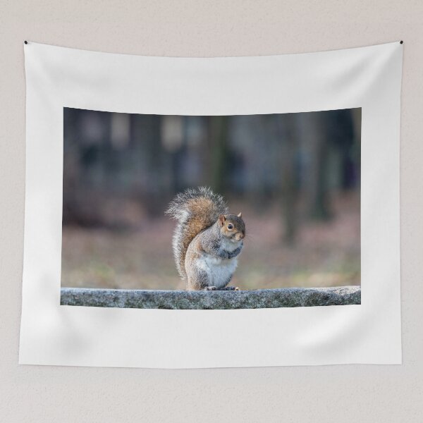 Item preview, Eastern gray squirrel designed and sold by pietrofoto.
