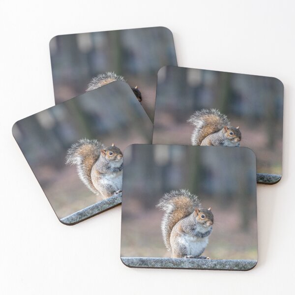 Item preview, Eastern gray squirrel designed and sold by pietrofoto.