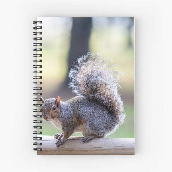 Item preview, Eastern gray squirrel designed and sold by pietrofoto.
