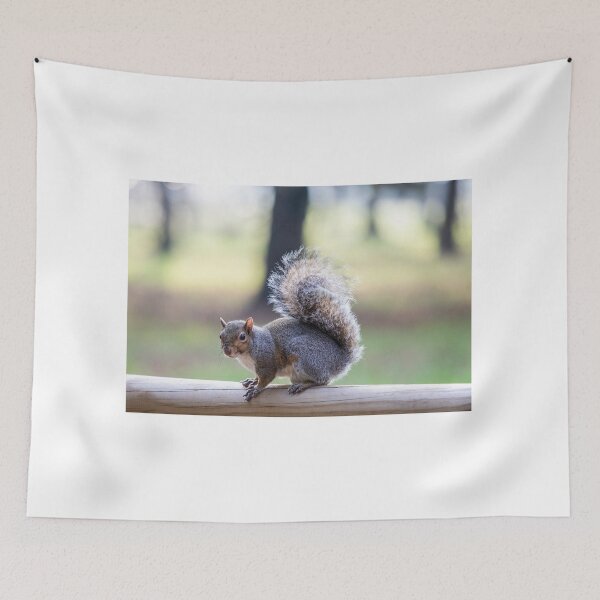 Item preview, Eastern gray squirrel designed and sold by pietrofoto.