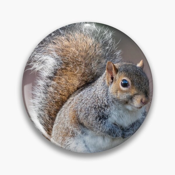 Item preview, Eastern gray squirrel designed and sold by pietrofoto.
