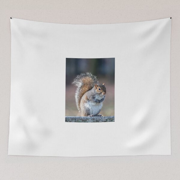 Item preview, Eastern gray squirrel designed and sold by pietrofoto.