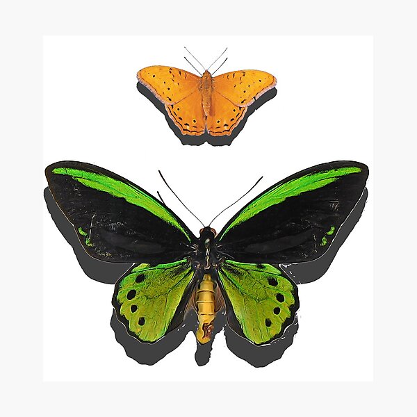 Item preview, Cairns birdwing butterfly,  designed and sold by Trish Hart.