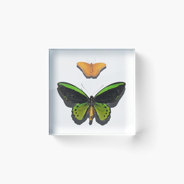 Item preview, Cairns birdwing butterfly,  designed and sold by Trish Hart.
