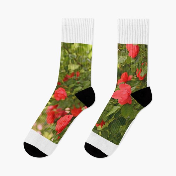 Item preview, roses in Volksgarten Vienna spring season designed and sold by goceris.