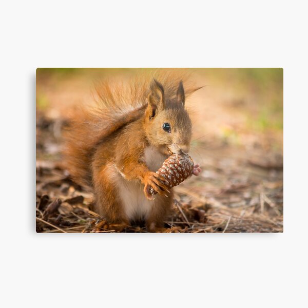 Metal Print