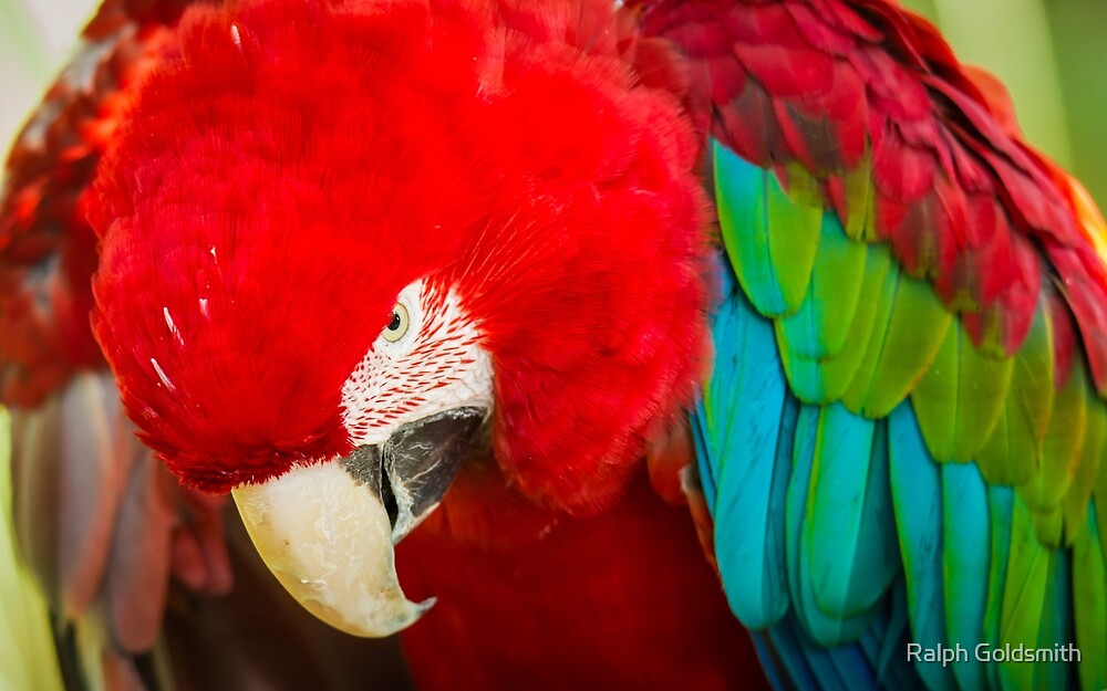 Scary Macaw by Ralph Goldsmith