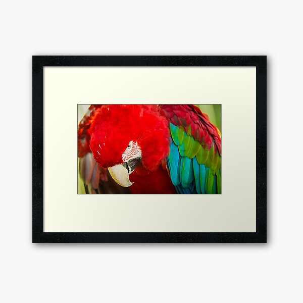 Framed Print