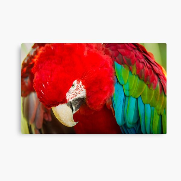 Canvas Print