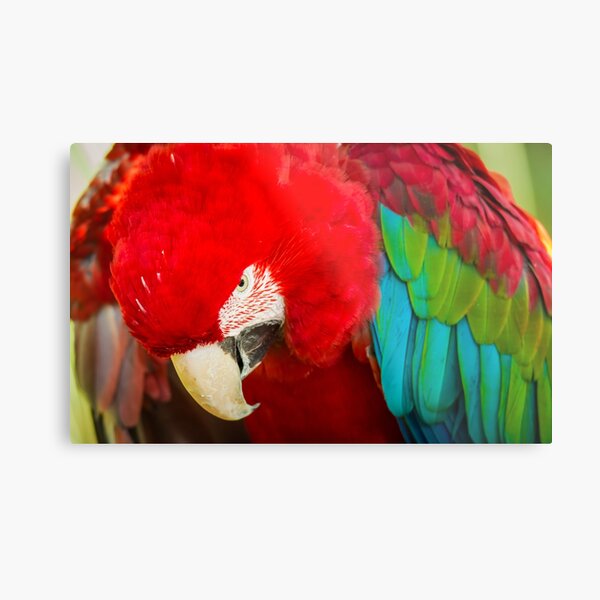 Metal Print