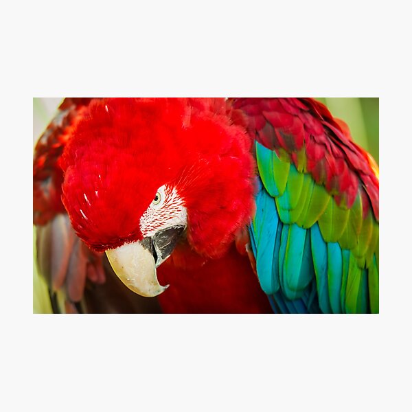 Photographic Print
