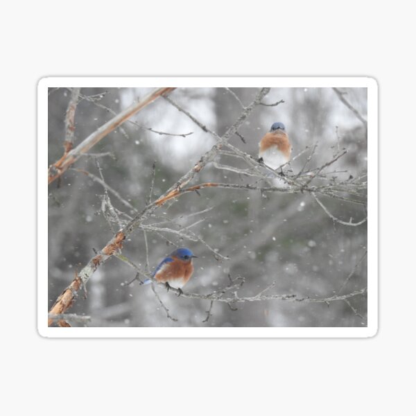 Bluebirds in Winter Sticker