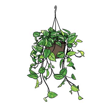 Imagen de la obra Pothos dorado, planta colgante de lisaedlund