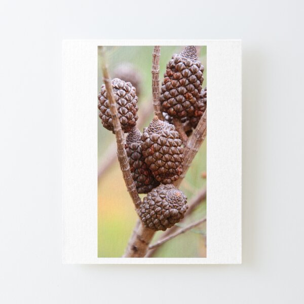 Nut Set Canvas Mounted Print