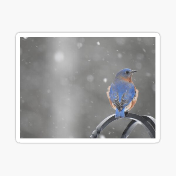 Bluebird in the Snow Sticker