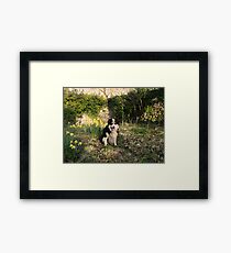 In the Daffodils Framed Print