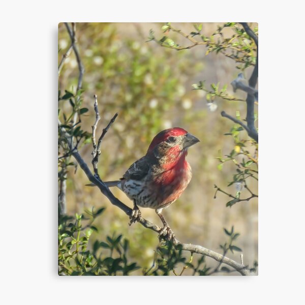 Sweet Sun Up (Male House Finch) Metal Print